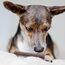Bellfor 28505 Hunde-/Katzenleckerli Hund Snacks 100 g, 4 image