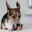 Bellfor 28505 Hunde-/Katzenleckerli Hund Snacks 100 g, 6 image
