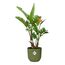 elho 2854404787000 Blumentopf Grün Kunststoff 1 Stück(e), 2 image