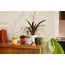 elho jazz rund mini 11cm amber gelb, Farbe: Gelb, 4 image