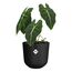 elho jazz rund 19cm living schwarz, 3 image