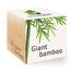 Feel Green 299498 Blumensamen/-zwiebel