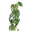 Botanic-Haus 303311 Künstliche Pflanze Drinnen Künstliche nicht blühende Pflanze, 2 image