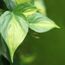 Botanic-Haus 303718 Künstliche Pflanze Drinnen Künstliche nicht blühende Pflanze, 3 image