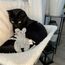 CATLABS 4066355000139 Hunde-/Katzenspielzeug, 4 image