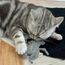 CATLABS 4066355000139 Hunde-/Katzenspielzeug, 8 image