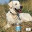 PAWS & PATCH Reines Zellulose Pulver, 2 image