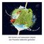 Kosmos Living Planet, 4 image