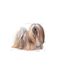 Royal Canin Exigent Fleisch Universal 85 g, 3 image