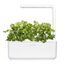 Click & Grow Substratkapsel Koriander 3er Pack, 3 image