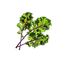 Click & Grow 4742793008752 Wachstums-Set & Nachfüller 3 Stück(e) Rotkohl Starter-Set