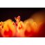Pegasus Living Forest Duell Living Forest Duel 30 min Brettspiel Rollenspiele, 7 image