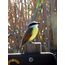 Celestron Regal M2 65ED Spektiv 48x BaK-4 Schwarz, Grün, 11 image