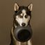 District 70 5343 Schale für Hunde/Katzen Hund Haustier-Fütterungsschale, Farbe: Grau, 3 image
