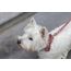Designed by Lotte Zaza Pink Samt, Polyester Hund Standardkragen, 3 image