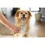 Kerbl MagicBrush Beige Hund Kamm, 6 image