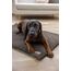 Kerbl 85782 Hunde-/Katzenbett, 10 image