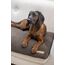 Kerbl 85784 Hunde-/Katzenbett, 12 image