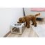 Kerbl 86251 Ständer für Hunde- und Katzennapf, 2 image