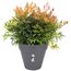 elho 9246247042500 Blumentopf Schwarz Kunststoff 1 Stück(e), 2 image