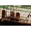 Billing Boats Winston Churchill Modell eines Marineschiffs Montagesatz 1:75, 23 image