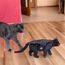 Eco Wood Art Black Cat 3D-Puzzle 508 Stück(e) Tiere, Farbe: Schwarz, 4 image