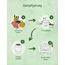 Fresco FBNSET73896 Hunde-Dosenfutter Amaranth, Apfel, Cranberry, Insekt, Pastinake, Kartoffel 400 g, 3 image