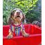 DOOG Scooby L Mehrfarbig Hund Westengeschirr, 2 image