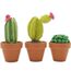 Hardicraft Cacti