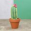 Hardicraft Cacti, 3 image