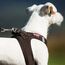 Curli Air-Mesh 3XS Schwarz Polyester Hund Weste, 4 image