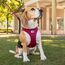 Curli Air-Mesh L Grün Polyester Hund Weste, 2 image