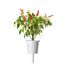 Click & Grow RED HOT CHILI PFEFFER PFLANZENPADS