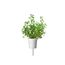 Click & Grow Hülsenfrüchte von Berg-Bohnenkraut