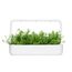 Click & Grow Hülsenfrüchte von Berg-Bohnenkraut, 2 image