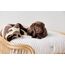 OYOY Kyoto Kissen Tierbett, 5 image