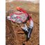 Schildkröt Funsports 940012 Tauchermaske Schwarz, Rot, Transparent Erwachsener, 2 image