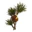 Star Trading Larix, 2 image