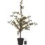 Star Trading Tree Larix Leichte Dekorationsfigur 40 Glühbirne(n) LED 1,2 W
